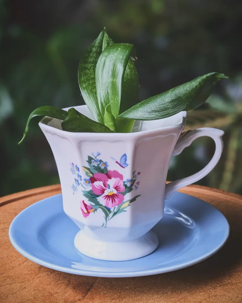 Vintage Tea Cup Planters