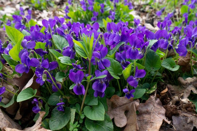 Viola (Viola odorata)