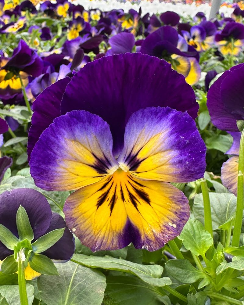 Violas