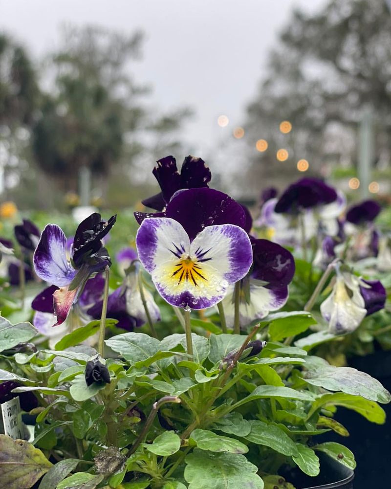 Violas