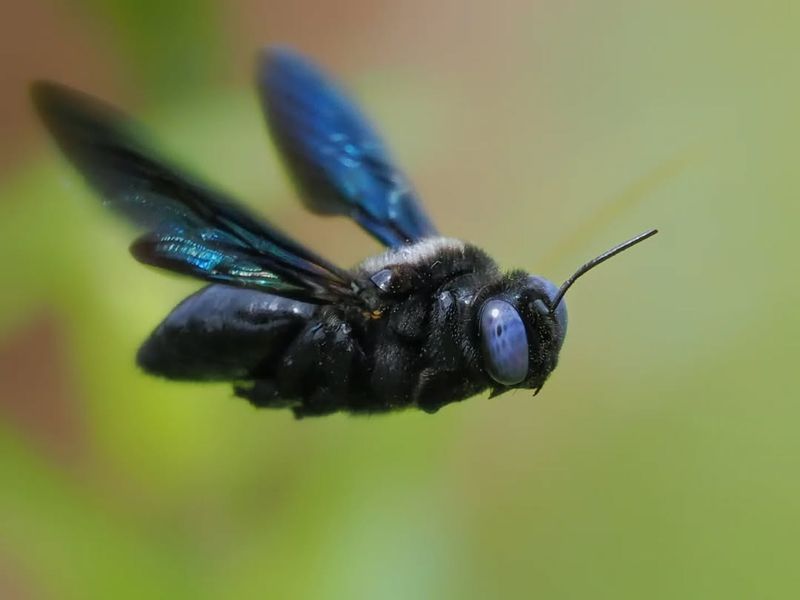 Violet Carpenter Bees