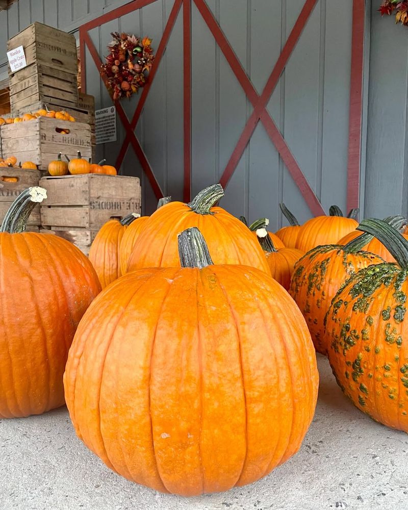 Virginia's Gigantic Pumpkin