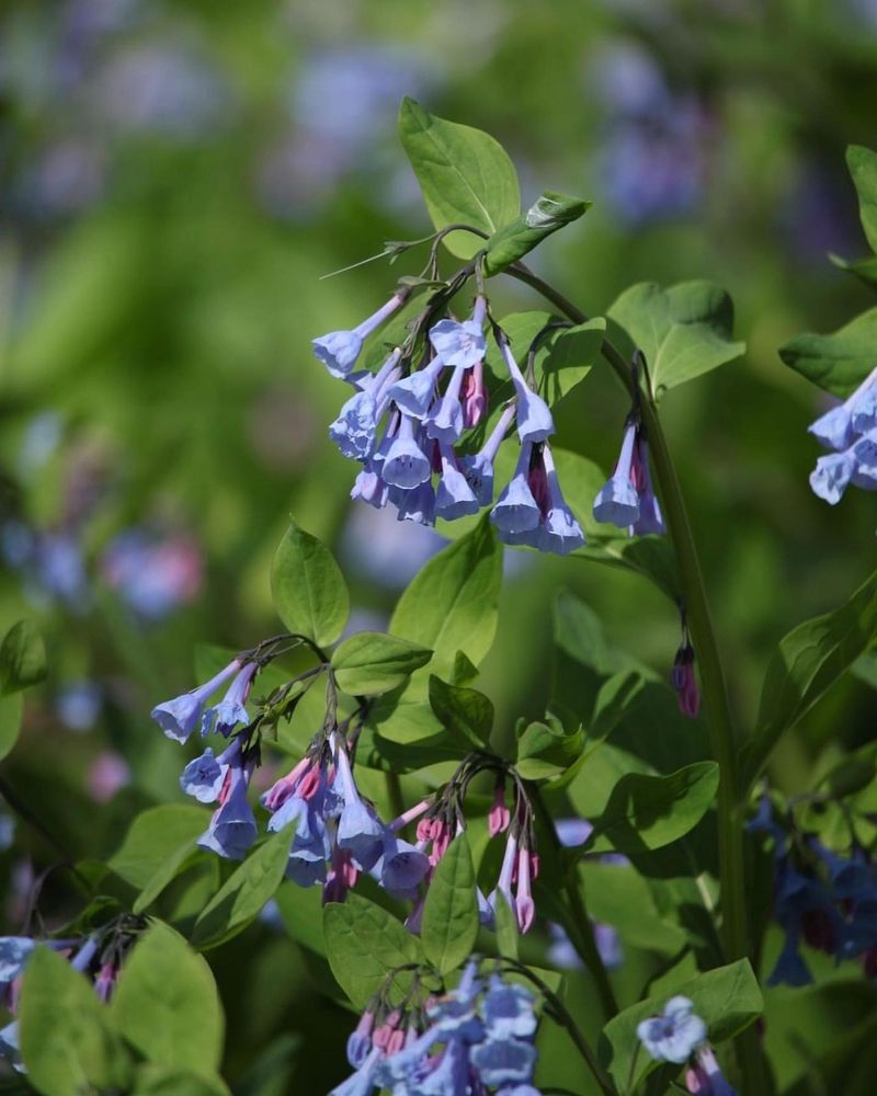 Virginia Bluebells