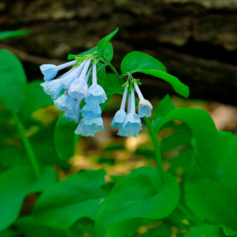 Virginia Bluebells