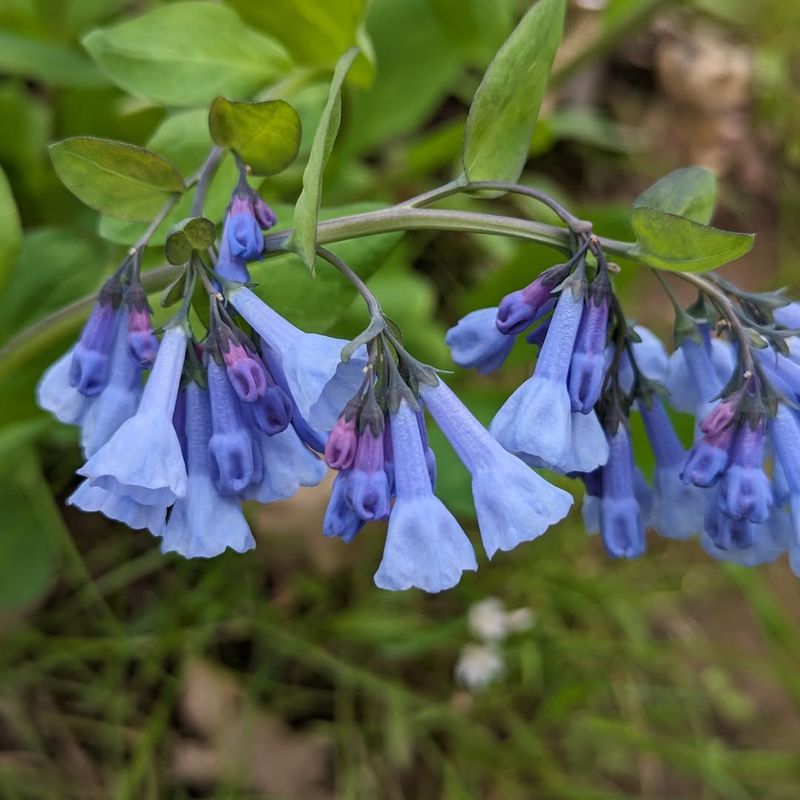 Virginia Bluebells