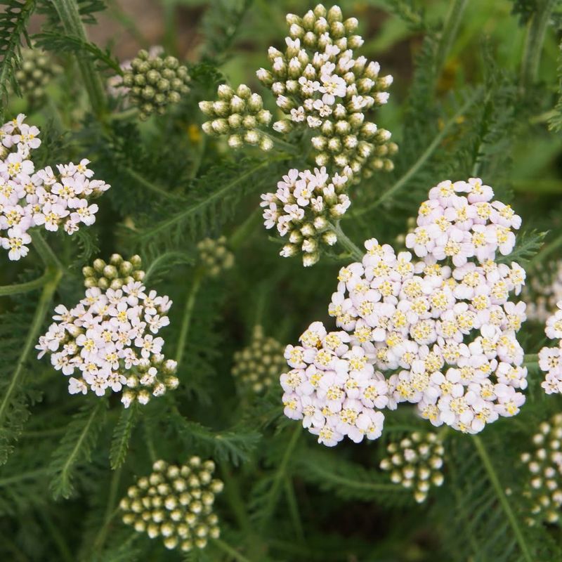 Common Yarrow