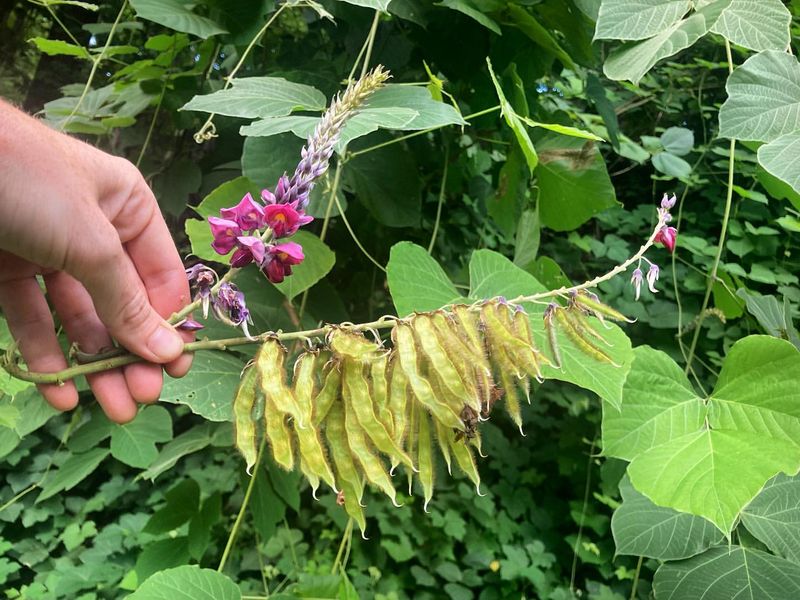 Virginia: Kudzu