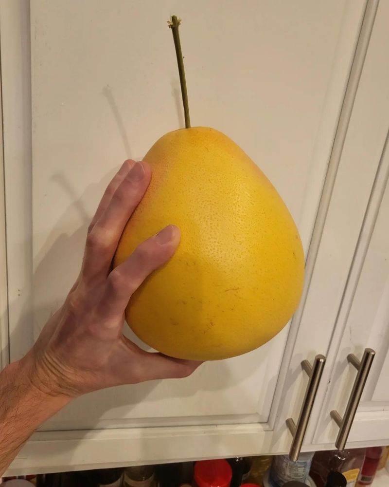 Virginia - Massive Pear