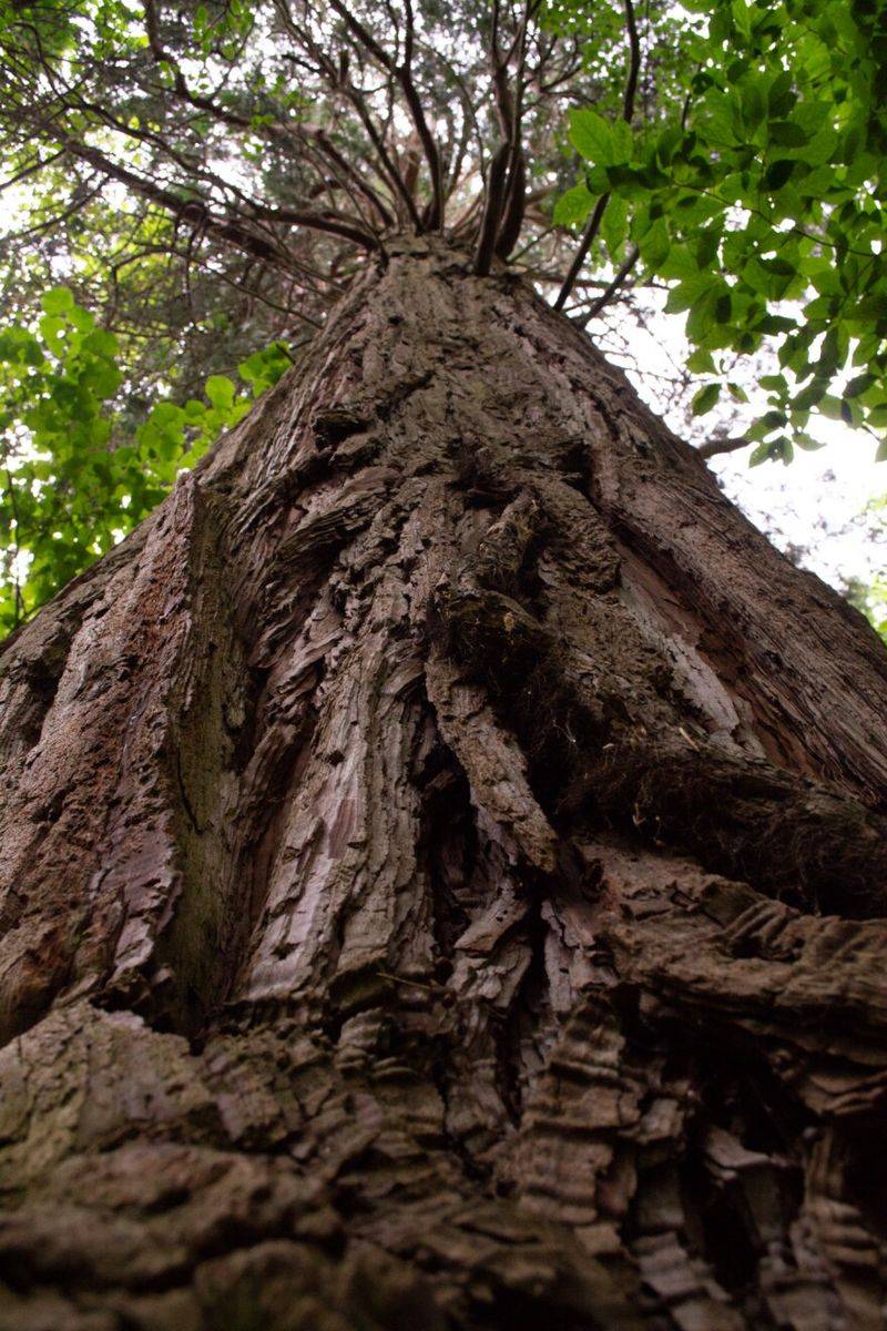 Virginia's Arboreal Colossus