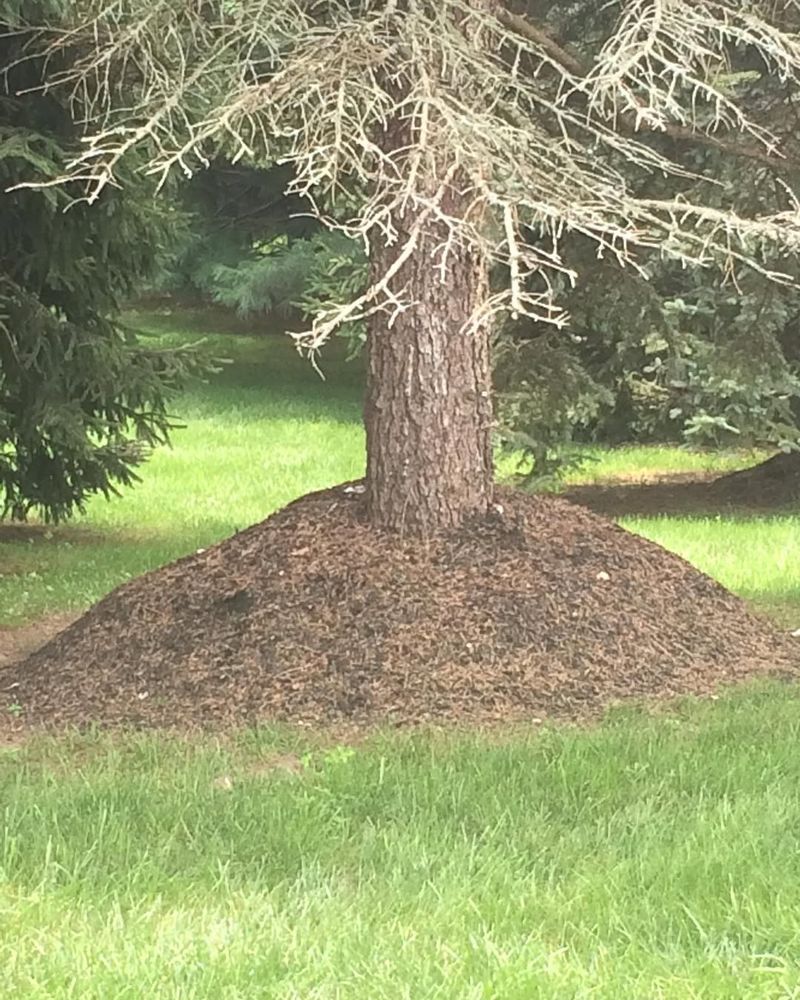 Volcano Mulching Disaster