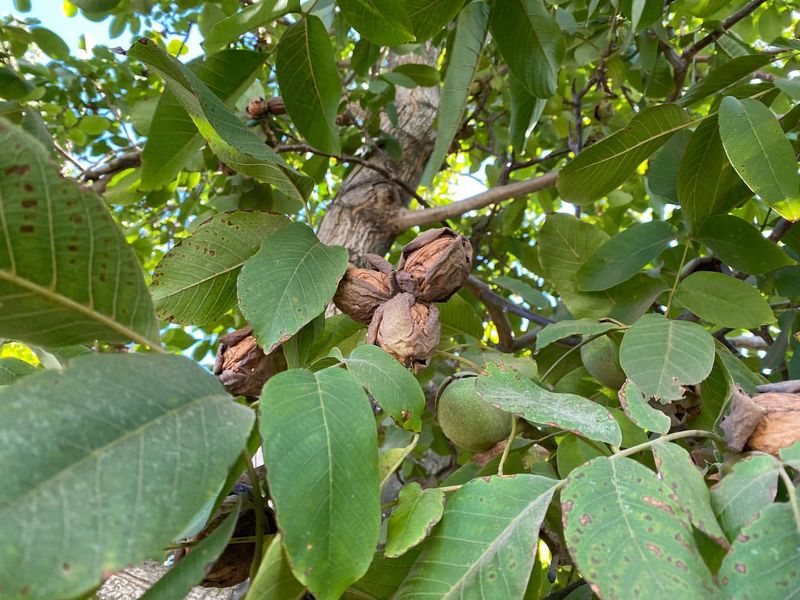 Walnut Tree