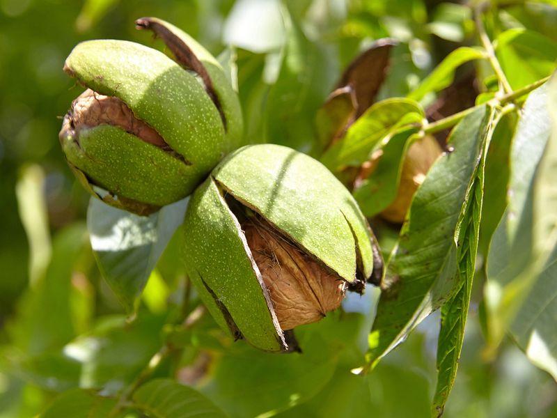 Walnut Tree