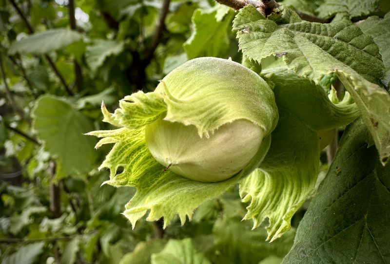 Hazelnut Tree