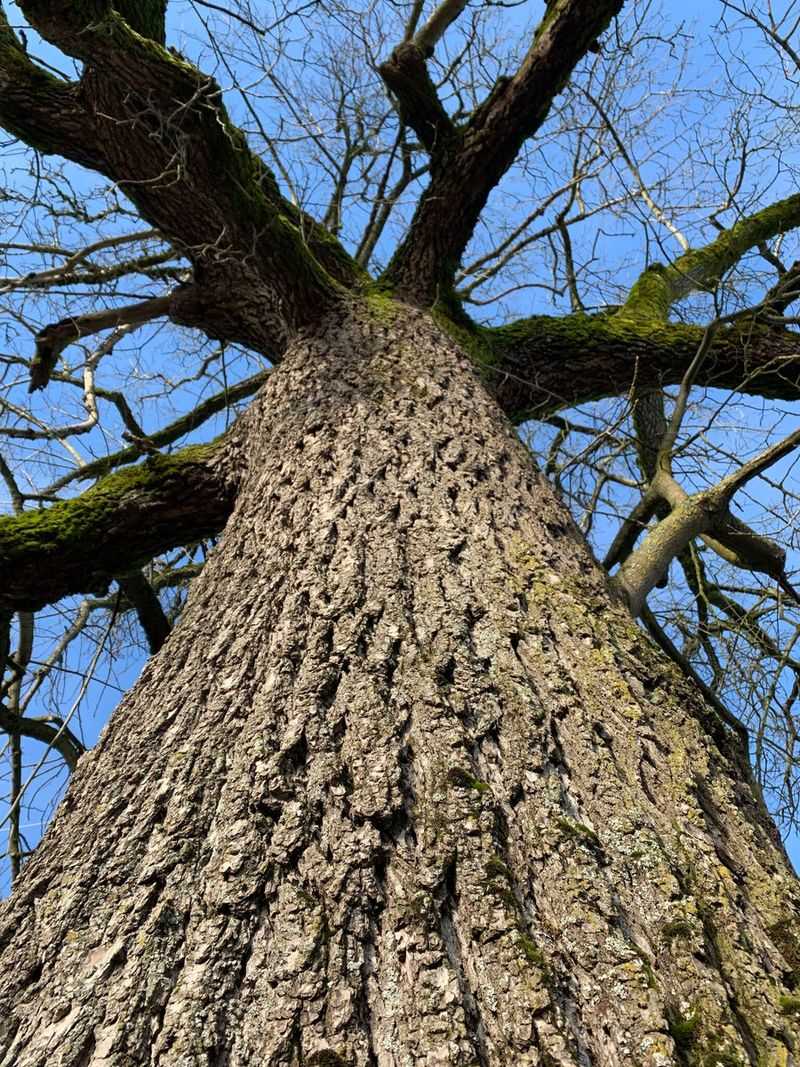 Walnut Tree