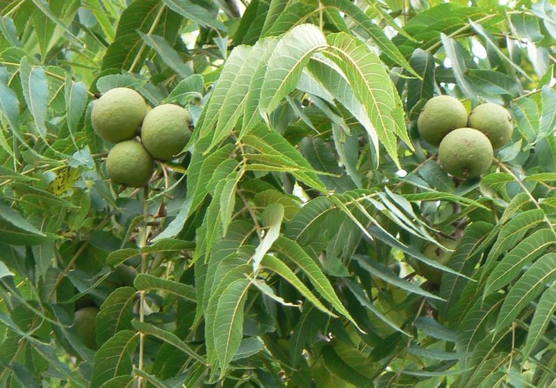 Walnut Trees