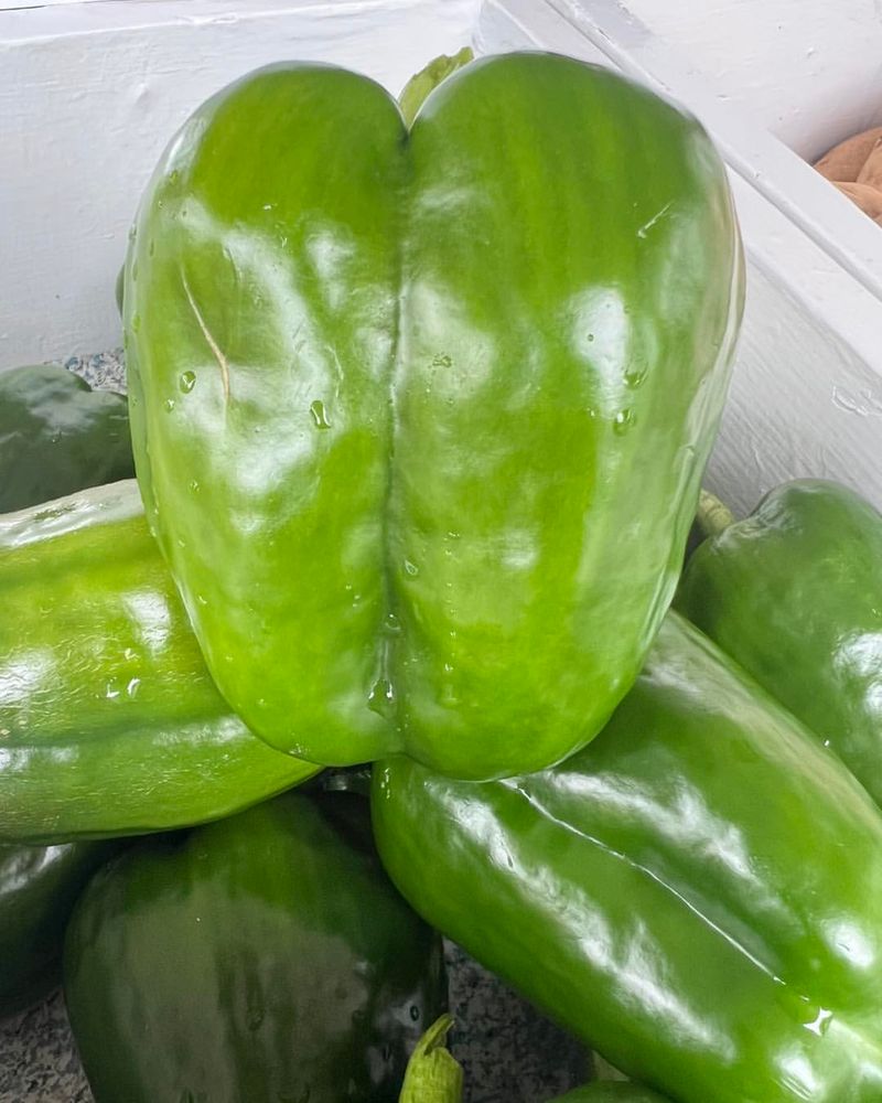 Washington's Large Bell Pepper