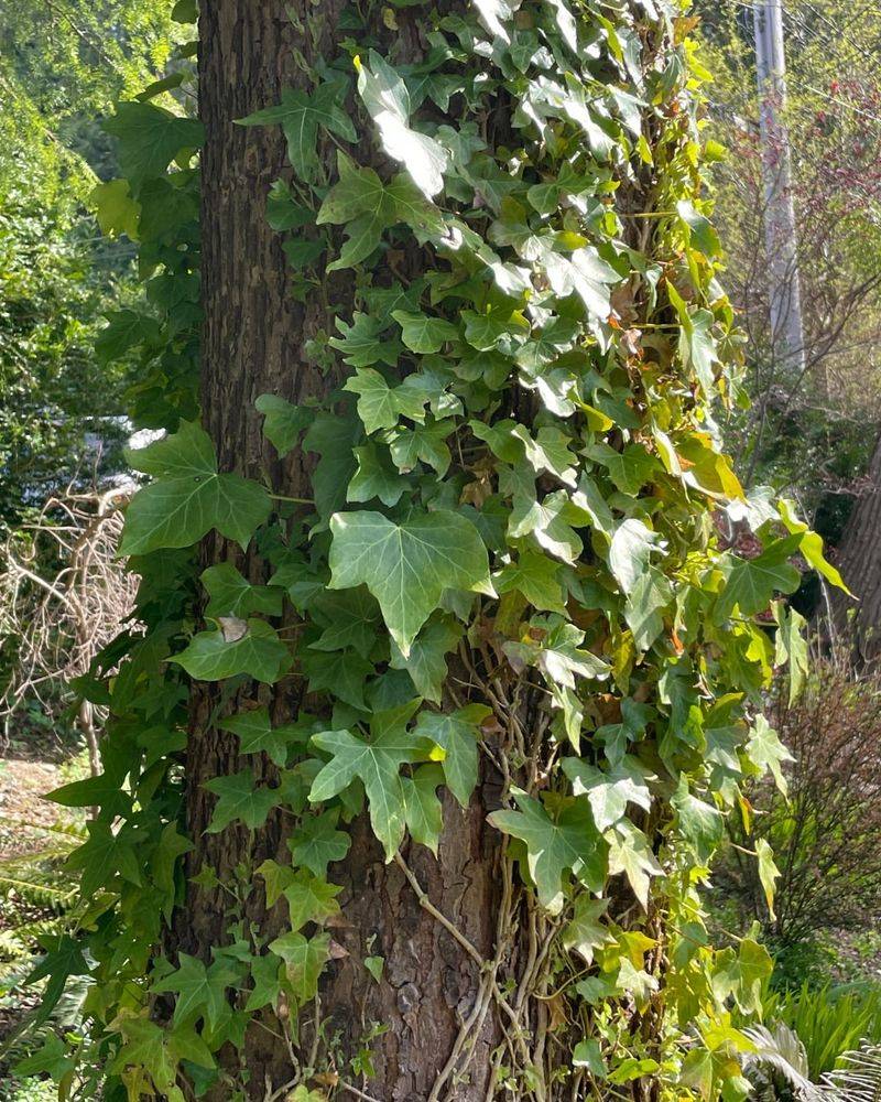 Washington: English Ivy