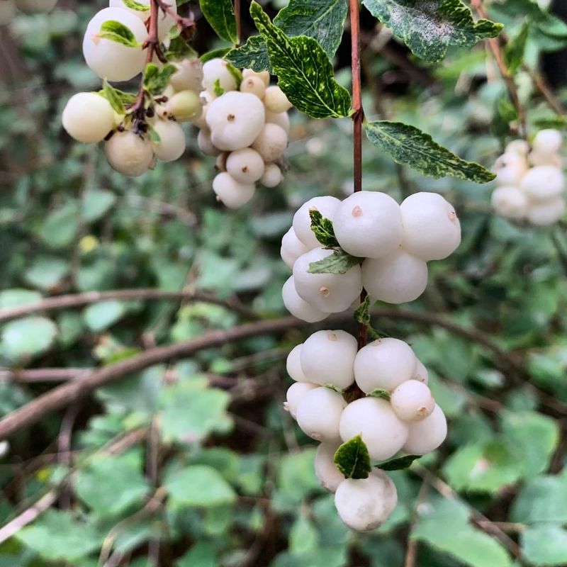 Washington Snowberry