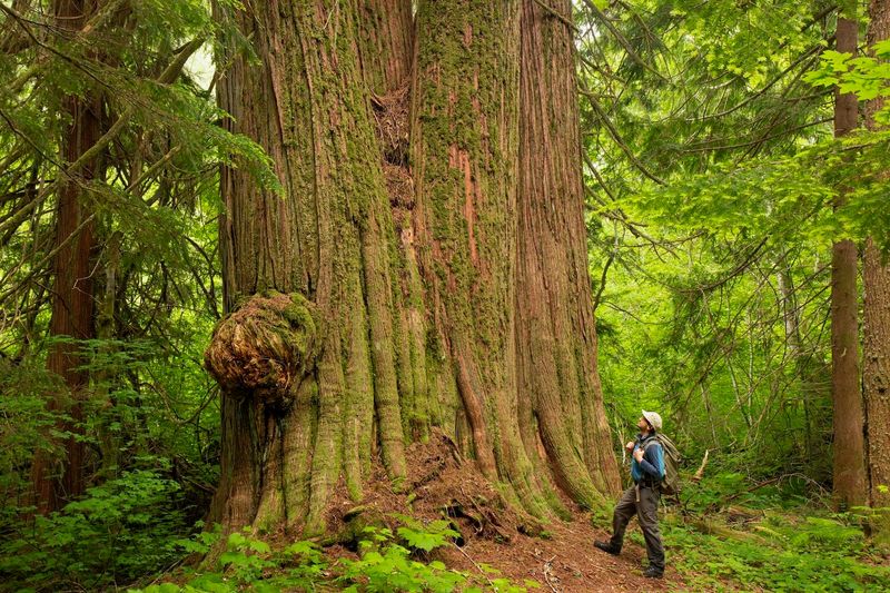 Washington's Forest Giant