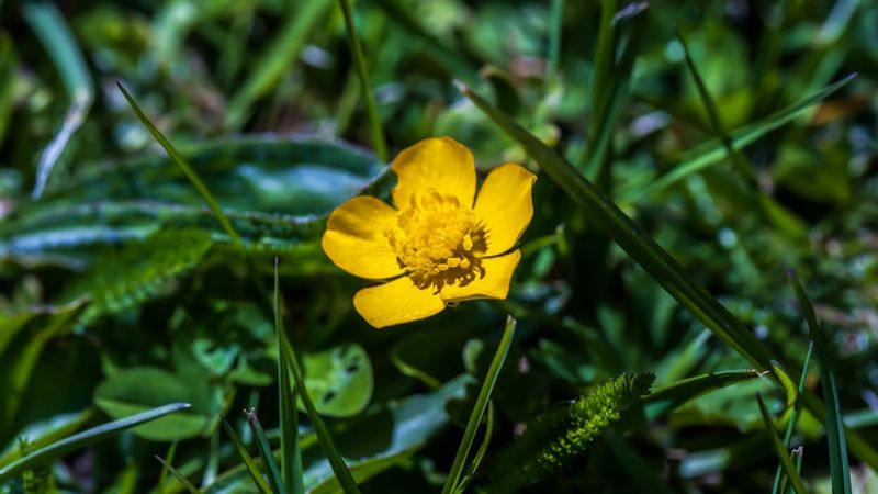 Water Buttercup