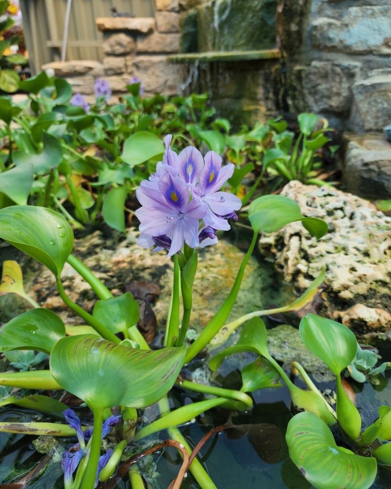 Water Hyacinth