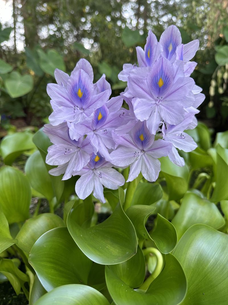 Water Hyacinth