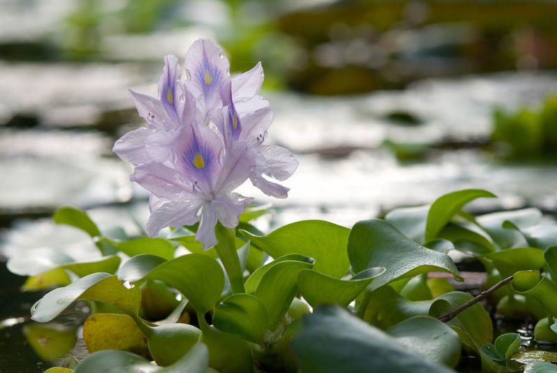 Water Hyacinth