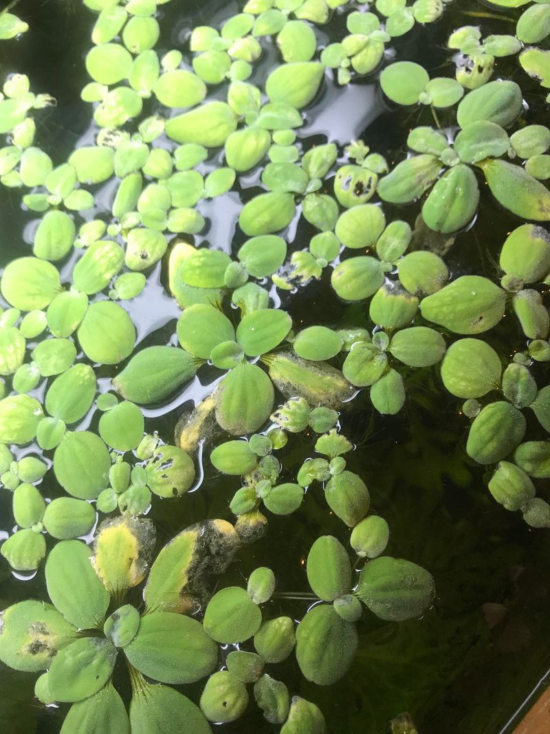 Water Lettuce