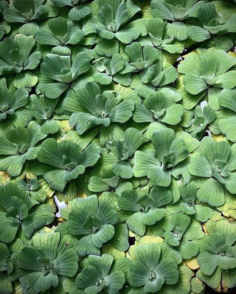 Water Lettuce