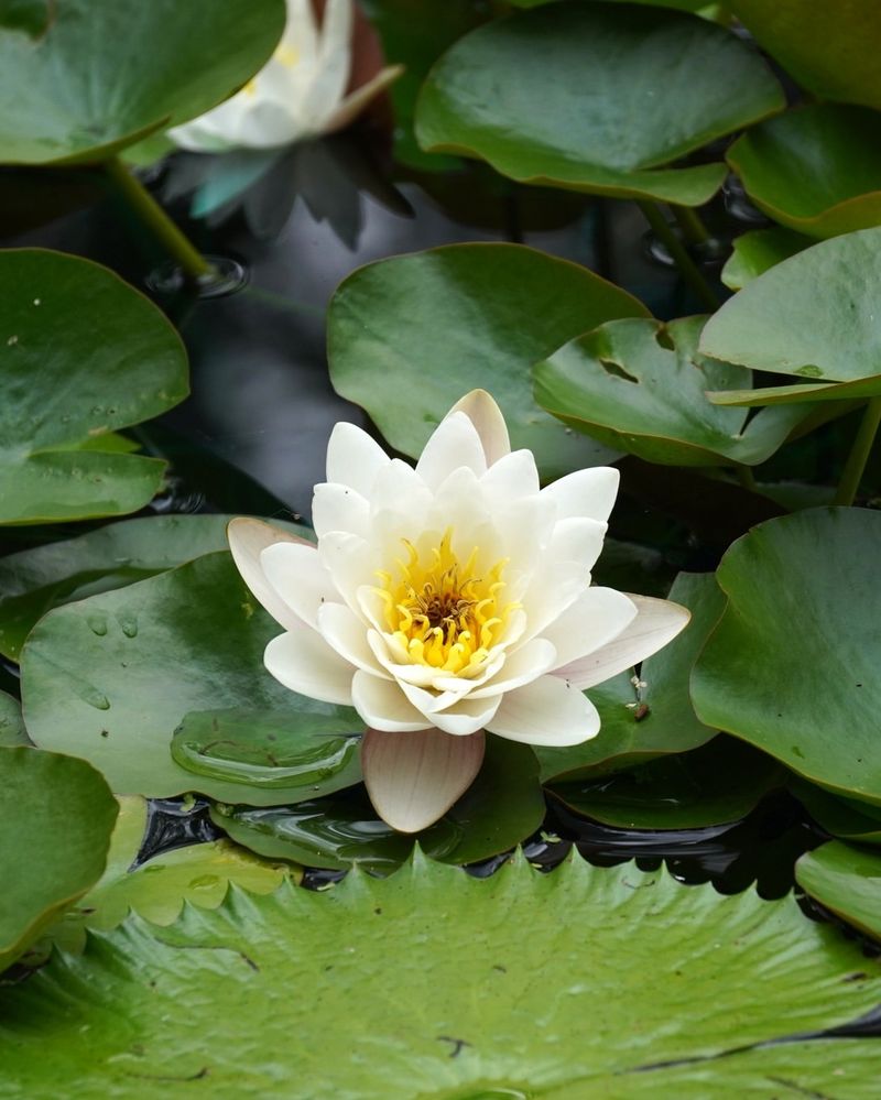 Water Lily