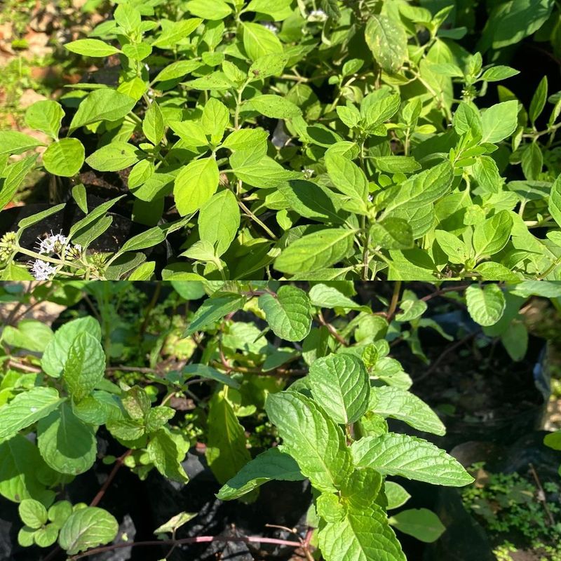 Water Mint