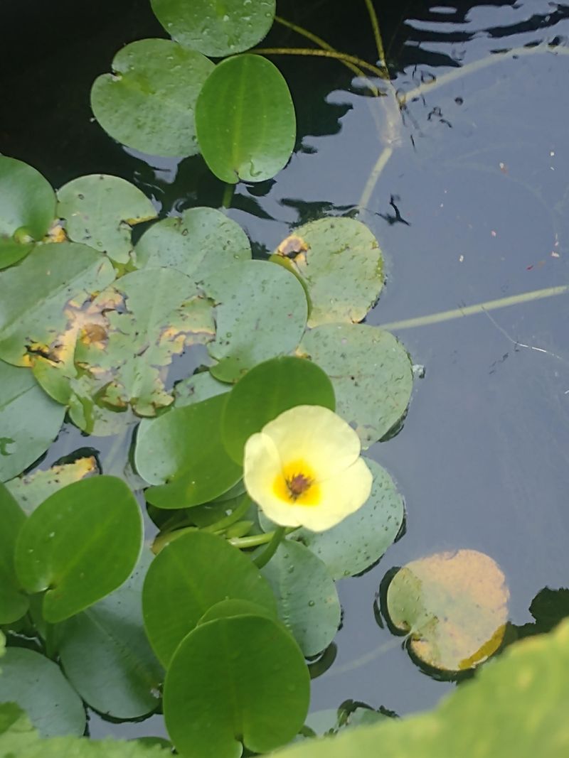 Water Poppy