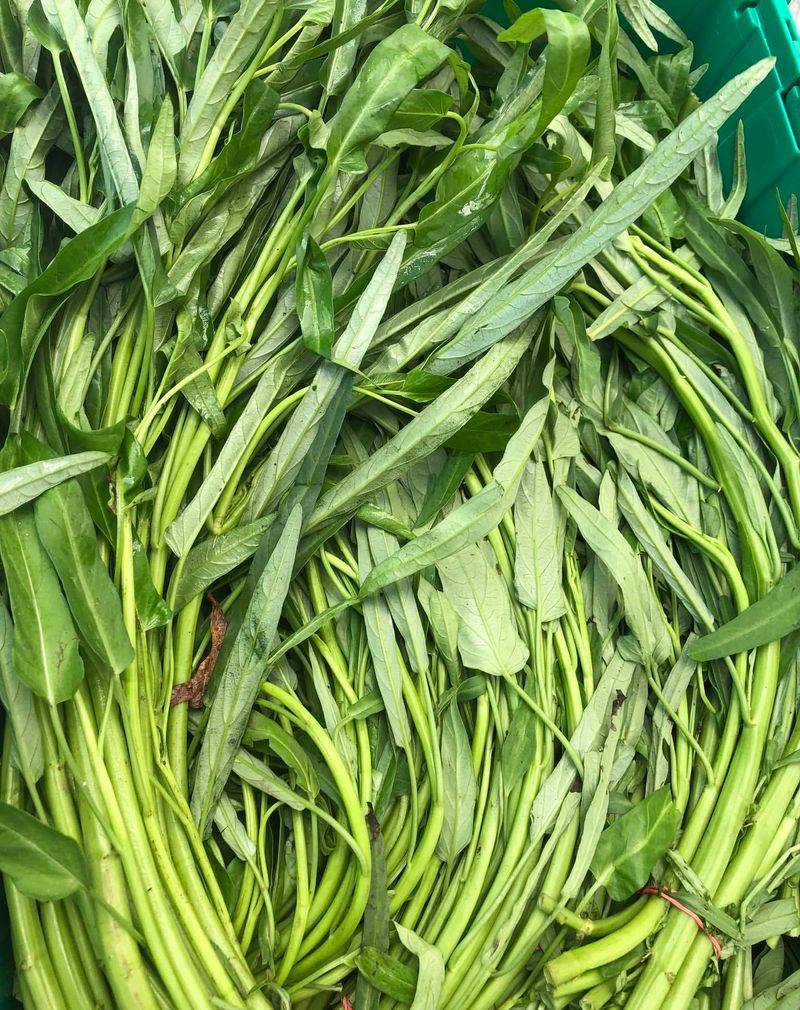 Water Spinach