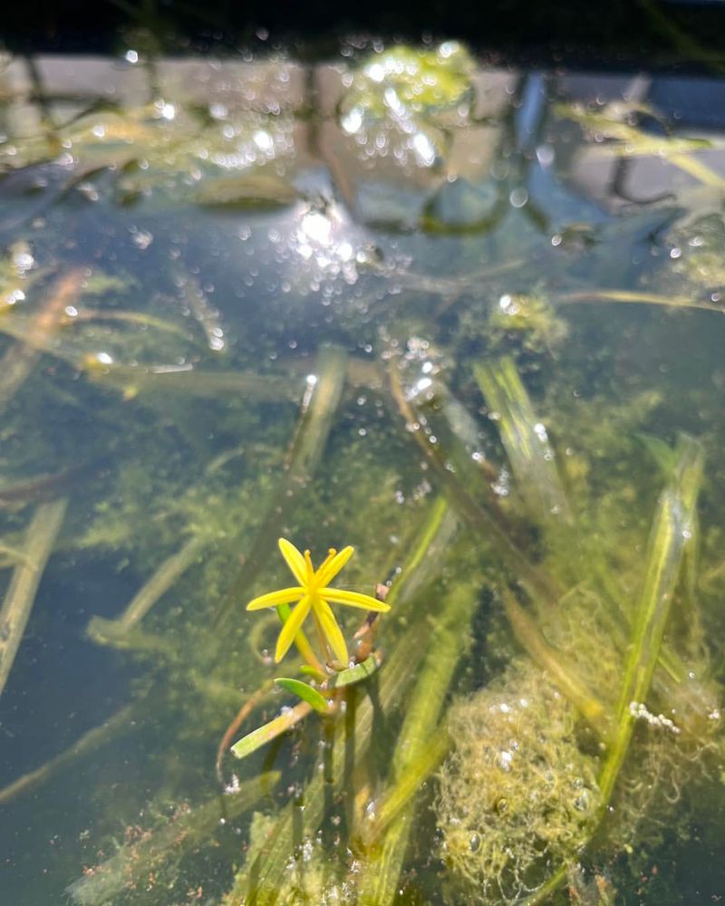 Water Stargrass