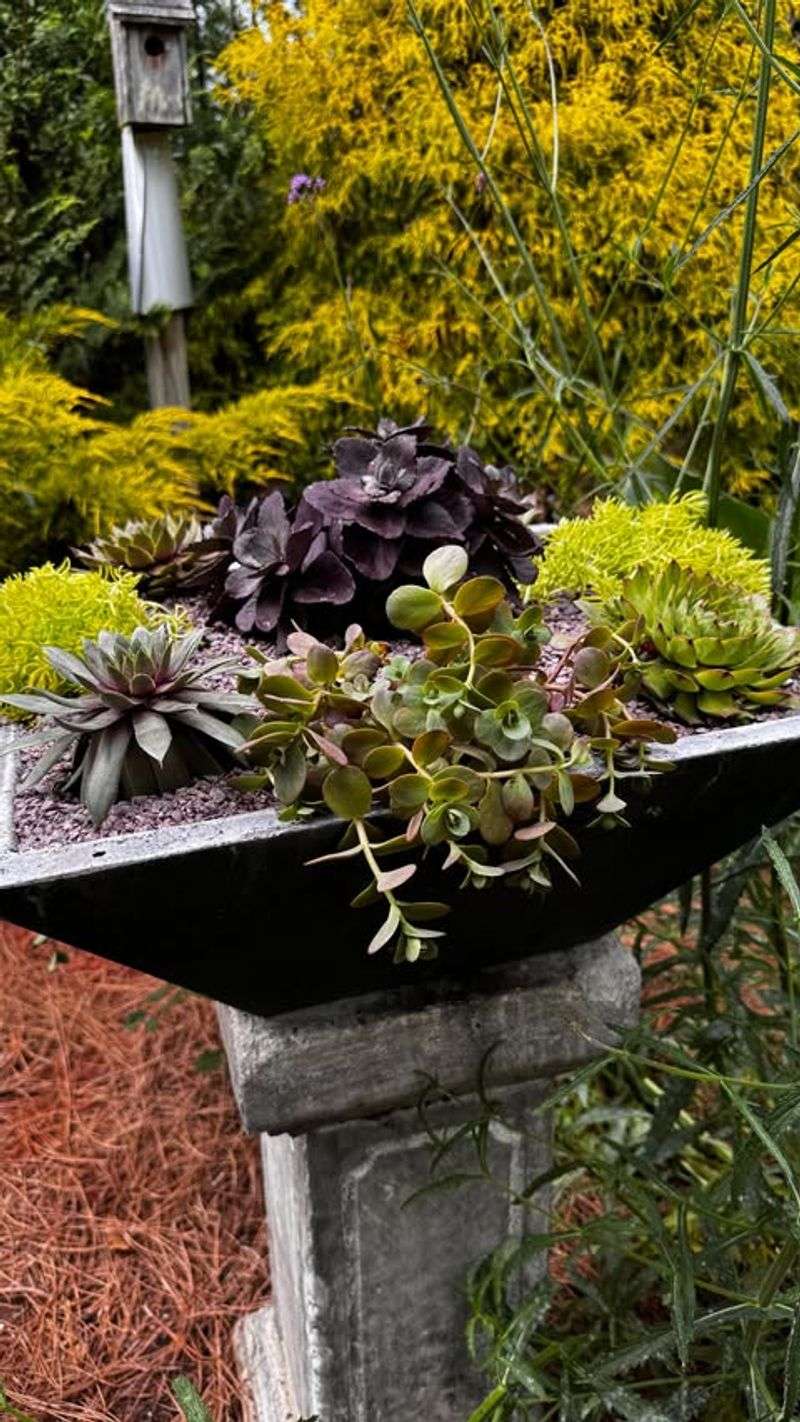 Water-Wise Container Garden