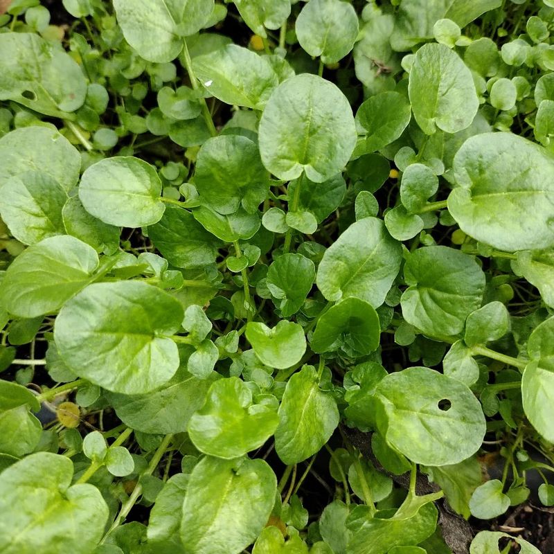 Watercress