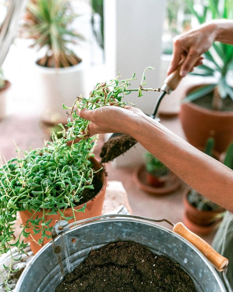 Watering After Repotting