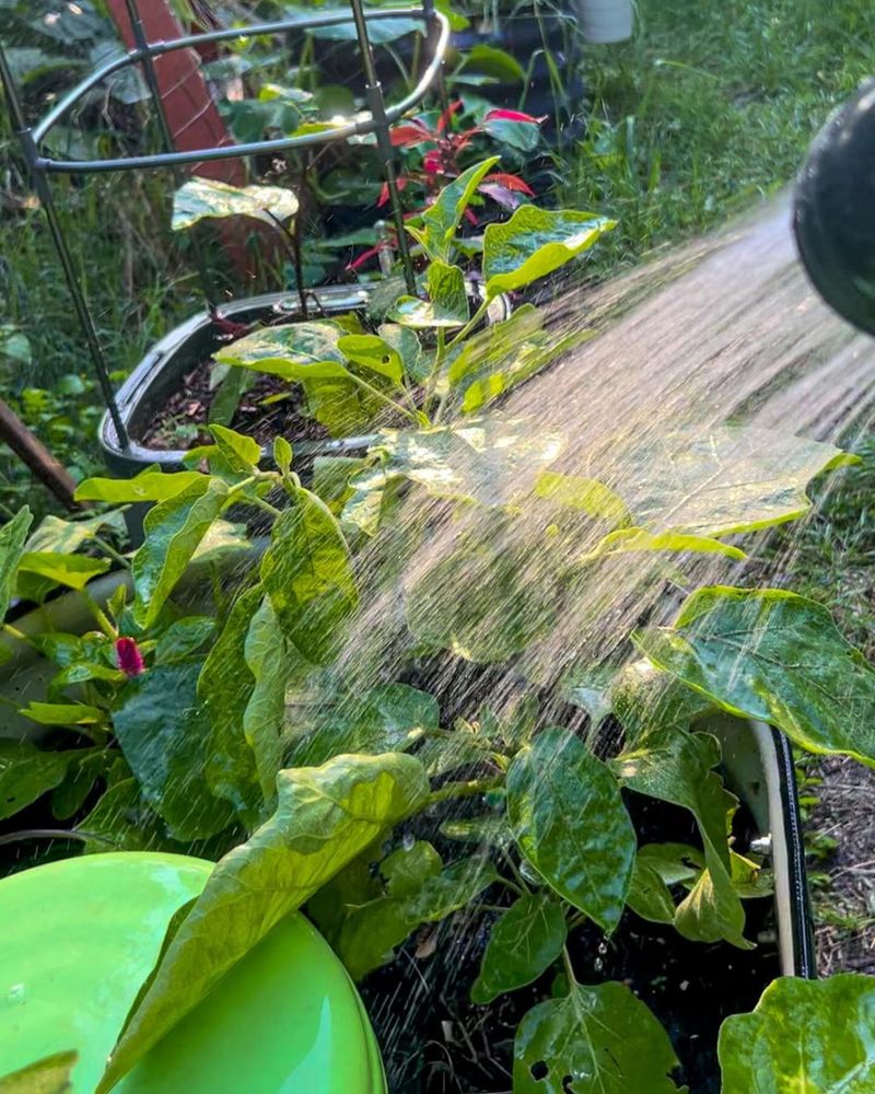 Watering Techniques