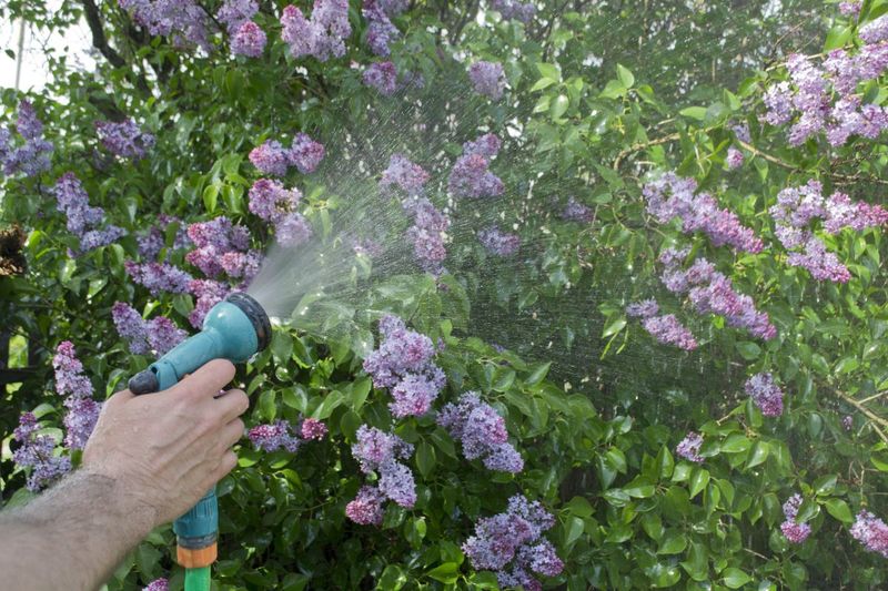 Watering Wisdom