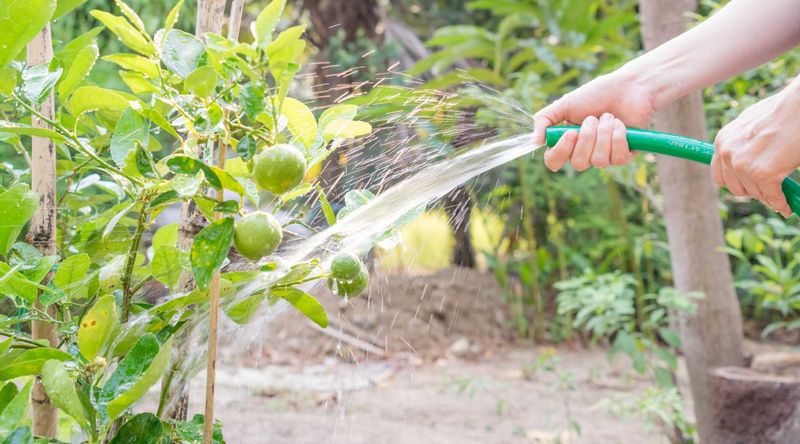 Watering Wisely