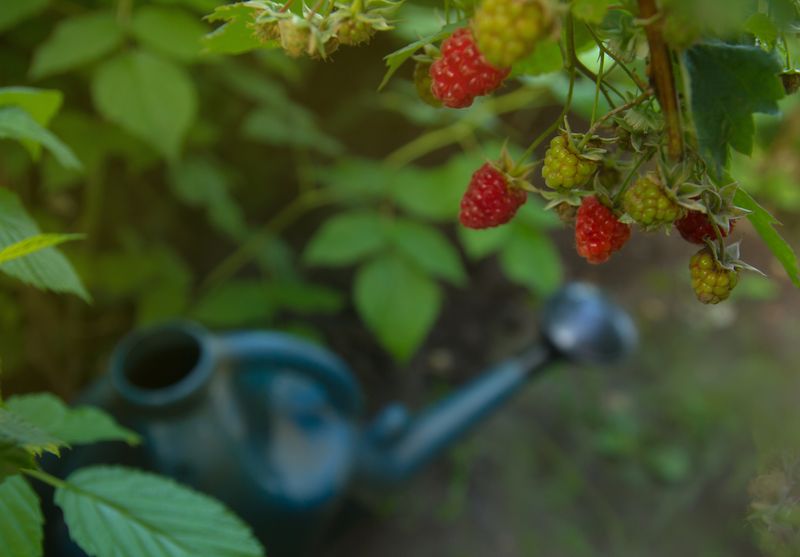 Watering needs