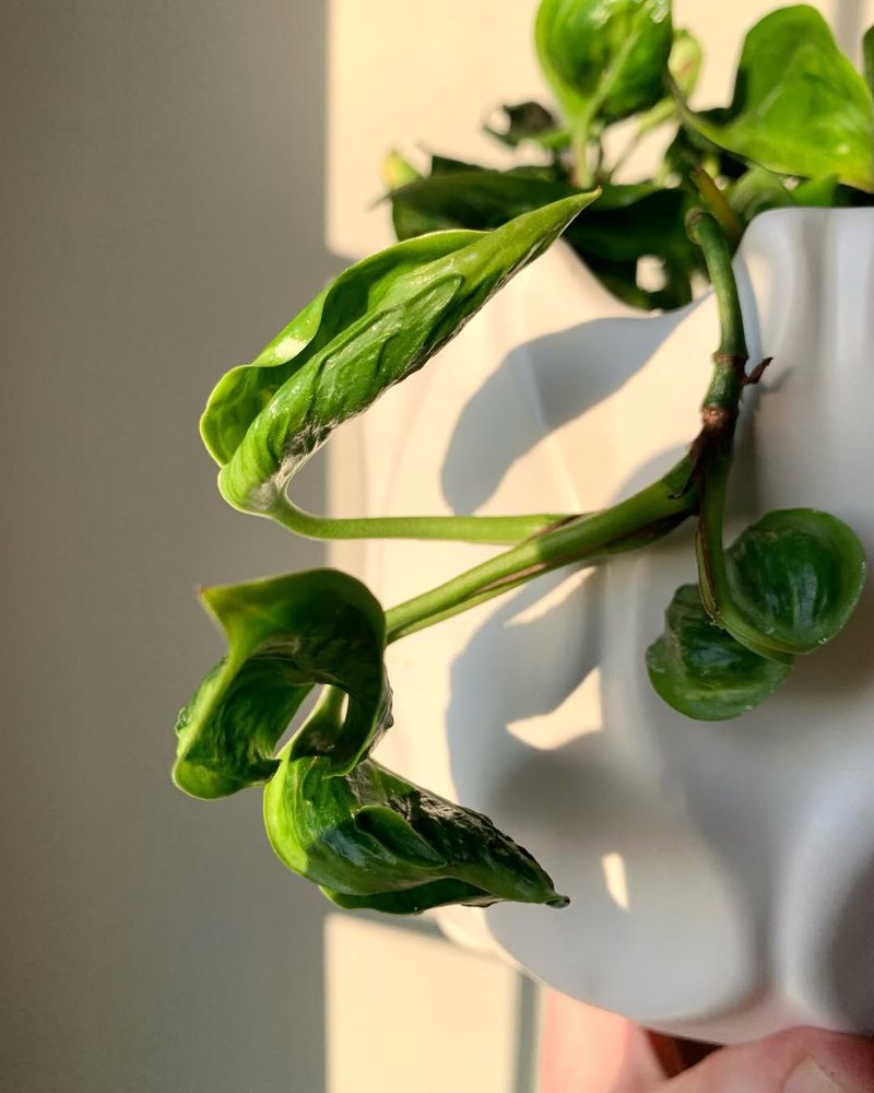 Watering the Leaves