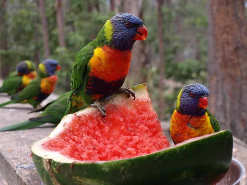 Watermelon Rind Bird Feeders