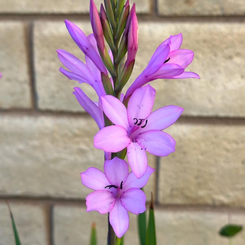 Watsonia