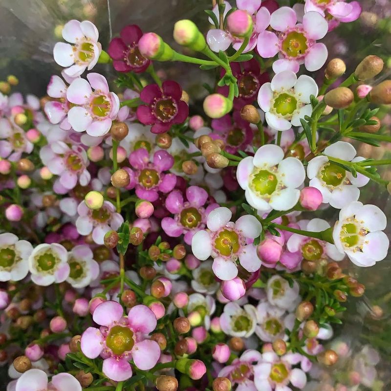 Waxflower