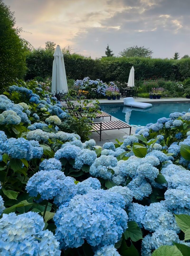 Lush Hydrangea Bushes