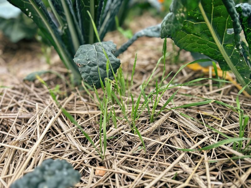 Weed Barrier