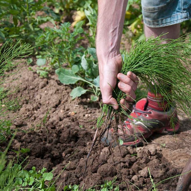 Weed Management