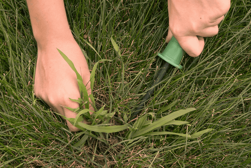 Weed Suppression