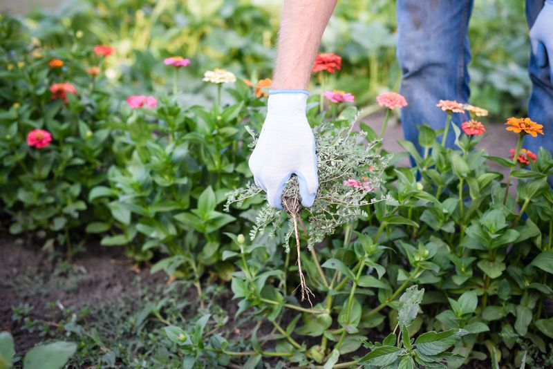 Weeding After Rain